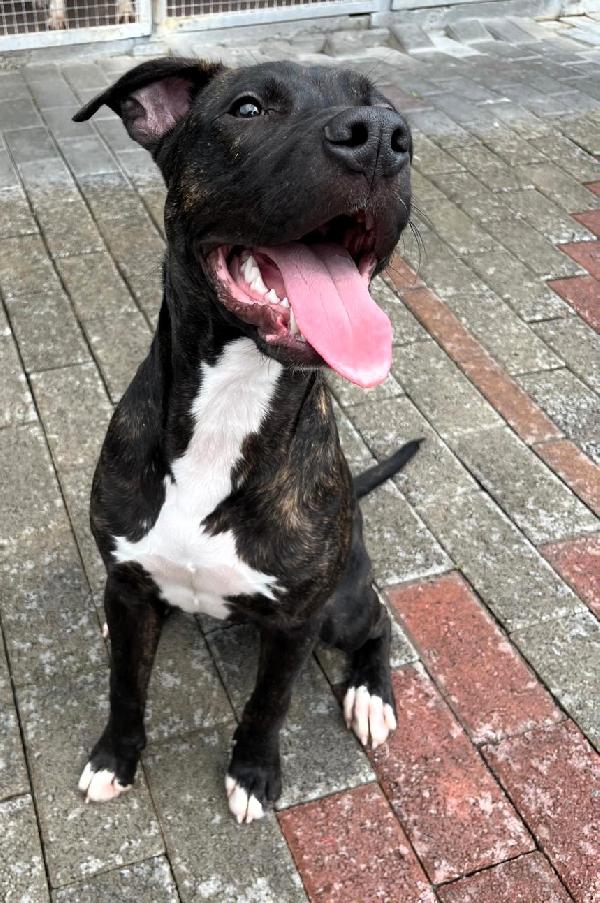 KING CUCCIOLONE  Foto 5